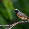 Codirosso - Common redstart (Phoenicurus phoenicurus)