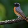 Codirosso - Common redstart (Phoenicurus phoenicurus)