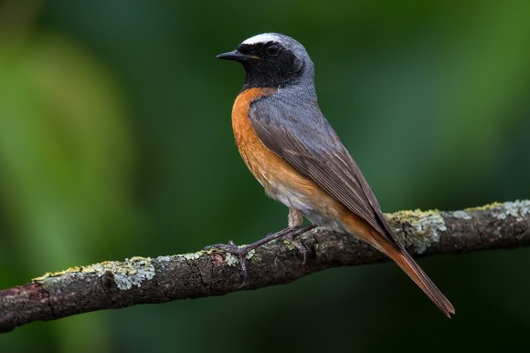 Codirosso - Common redstart (Phoenicurus phoenicurus)