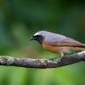 Codirosso - Common redstart (Phoenicurus phoenicurus)