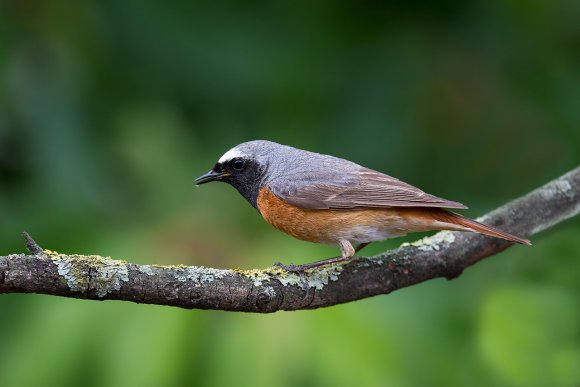 Codirosso - Common redstart (Phoenicurus phoenicurus)