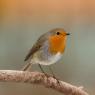 Pettirosso - European Robin (Erithacus rubecula)