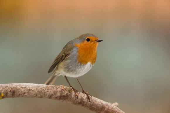 Pettirosso - European Robin (Erithacus rubecula)