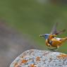 Codirossone - Common Rock Thrush (Monticola saxatilis)