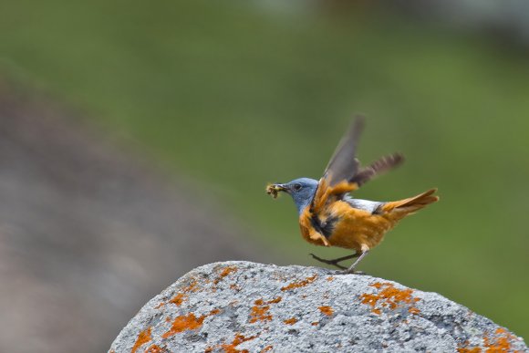 Codirossone - Common Rock Thrush (Monticola saxatilis)