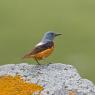 Codirossone - Common Rock Thrush (Monticola saxatilis)