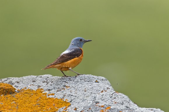 Codirossone - Common Rock Thrush (Monticola saxatilis)