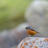 Codirossone - Common Rock Thrush (Monticola saxatilis)