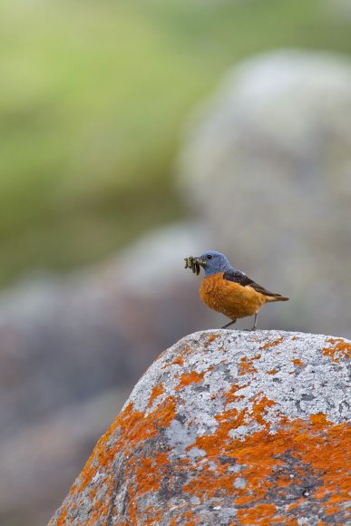 Codirossone - Common Rock Thrush (Monticola saxatilis)