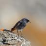 Codirosso spazzacamino - Black Redstart (Phoenicurus ochruros)