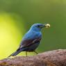 Passero solitario - Blue Rock Thrush (Monticola solitarius)