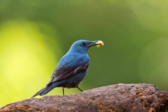 Passero solitario - Blue Rock Thrush (Monticola solitarius)