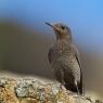 Passero solitario - Blue Rock Thrush (Monticola solitarius)