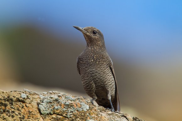 Passero solitario - Blue Rock Thrush (Monticola solitarius)