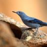 Passero solitario - Blue Rock Thrush (Monticola solitarius)