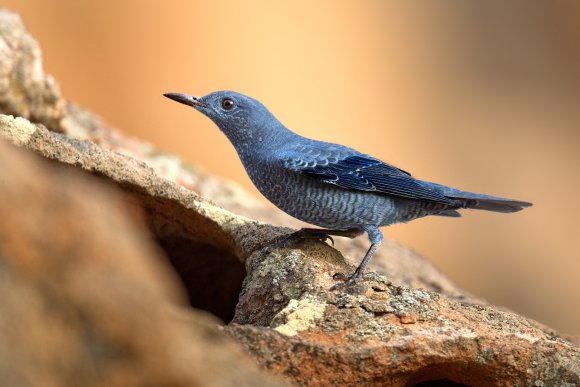 Passero solitario - Blue Rock Thrush (Monticola solitarius)