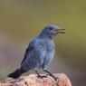 Passero solitario - Blue Rock Thrush (Monticola solitarius)