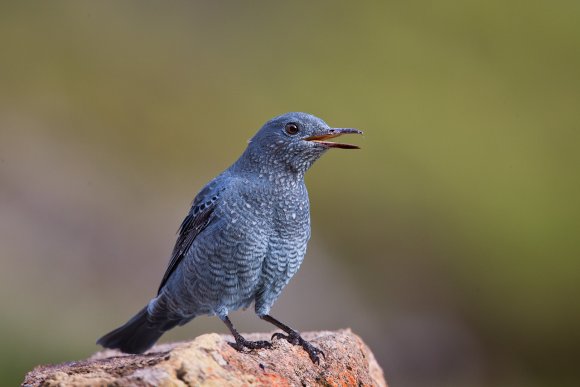 Passero solitario - Blue Rock Thrush (Monticola solitarius)