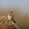 Pettazzurro - Bluethroat (Luscinia svecica)