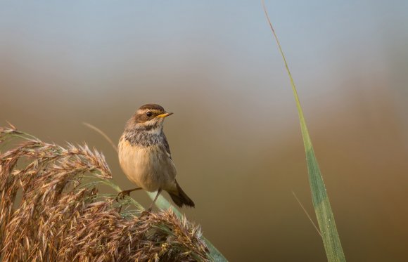 Pettazzurro - Bluethroat (Luscinia svecica)