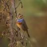 Pettazzurro - Bluethroat (Luscinia svecica)