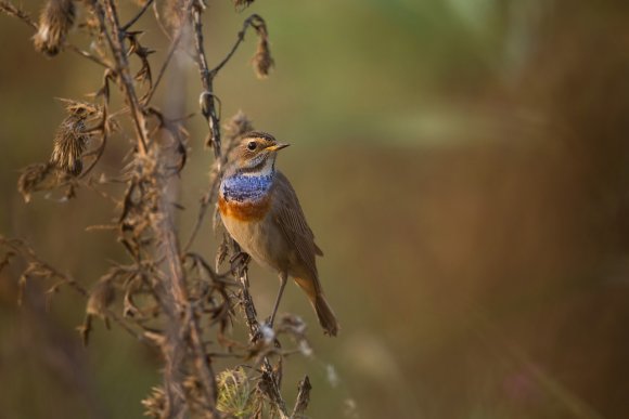 Pettazzurro - Bluethroat (Luscinia svecica)