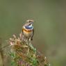 Pettazzurro - Bluethroat (Luscinia svecica)