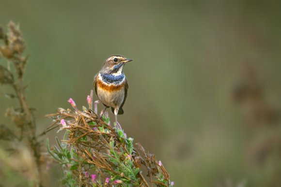 Pettazzurro - Bluethroat (Luscinia svecica)