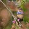 Pettazzurro - Bluethroat (Luscinia svecica)