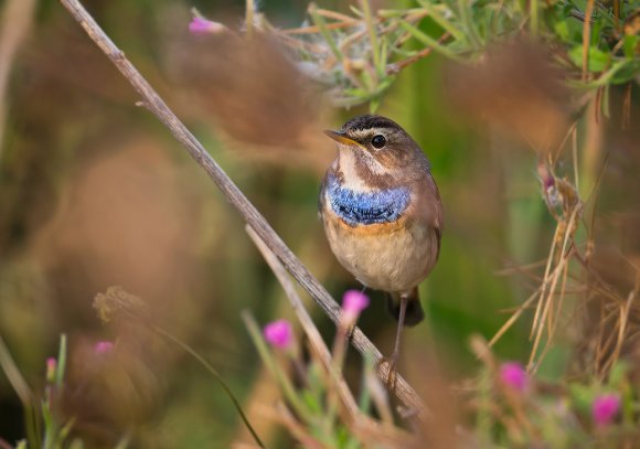 Pettazzurro - Bluethroat (Luscinia svecica)