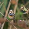 Pettazzurro - Bluethroat (Luscinia svecica)