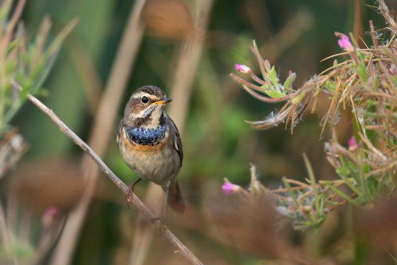 Pettazzurro - Bluethroat (Luscinia svecica)