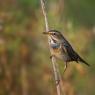 Pettazzurro - Bluethroat (Luscinia svecica)