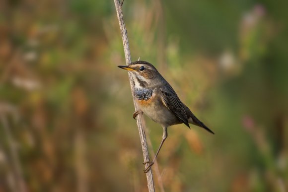 Pettazzurro - Bluethroat (Luscinia svecica)