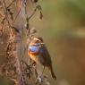 Pettazzurro - Bluethroat (Luscinia svecica)