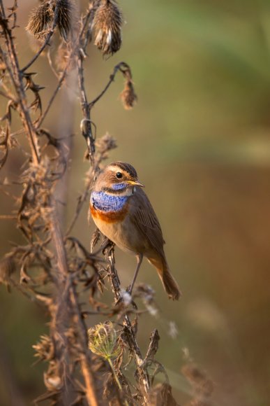 Pettazzurro - Bluethroat (Luscinia svecica)