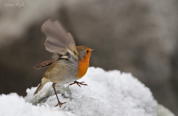 Pettirosso - European Robin (Erithacus rubecula)