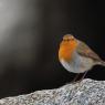 Pettirosso - European Robin (Erithacus rubecula)