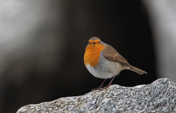 Pettirosso - European Robin (Erithacus rubecula)