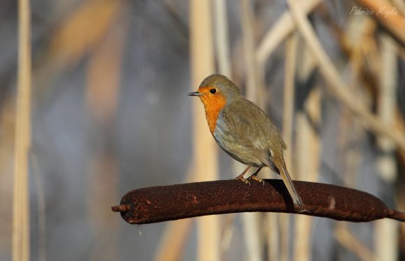 Pettirosso - European Robin (Erithacus rubecula)