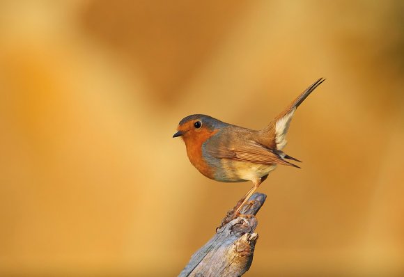 Pettirosso - European Robin (Erithacus rubecula)