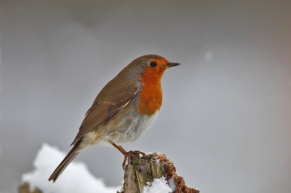 Pettirosso - European Robin (Erithacus rubecula)