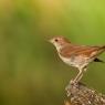 Usignolo - Common nightingale (Luscinia megarhynchos)