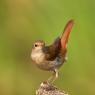 Usignolo - Common nightingale (Luscinia megarhynchos)