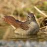 Usignolo - Common nightingale (Luscinia megarhynchos)