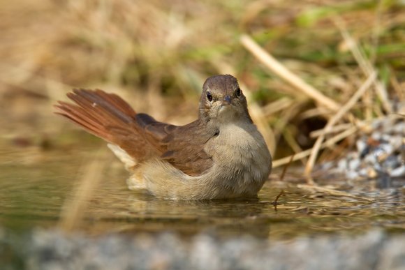 Usignolo - Common nightingale (Luscinia megarhynchos)