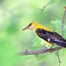 Rigogolo - Golden oriole (Oriolus oriolus)