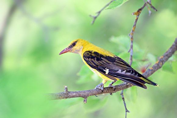 Rigogolo - Golden oriole (Oriolus oriolus)