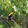 Rigogolo - Eurasian Golden Oriole (Oriolus oriolus)