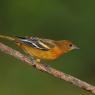 Baltimore oriole (Icterus galbula)